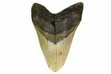 Huge, Fossil Megalodon Tooth - North Carolina #146783-1